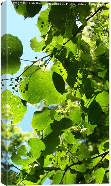 Dappled sunlight through lime tree leaves Canvas Print by Sarah Harrington-James