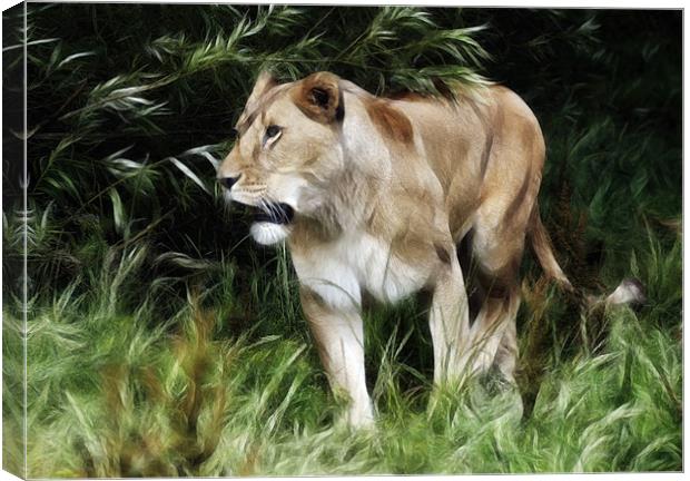 Lioness Canvas Print by Sam Smith
