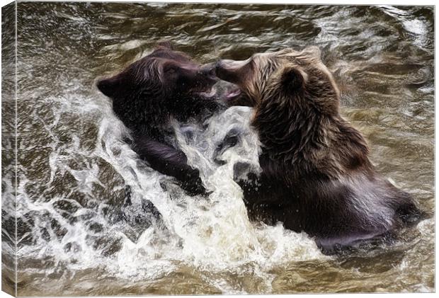 Brown Bears Canvas Print by Sam Smith