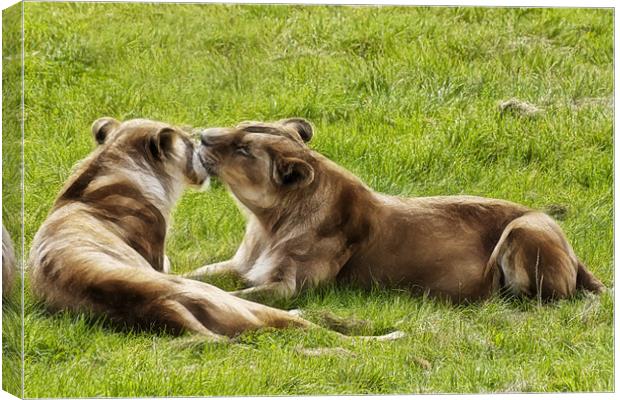 Lioness Canvas Print by Sam Smith