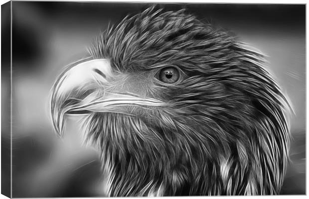 Eagle Canvas Print by Sam Smith