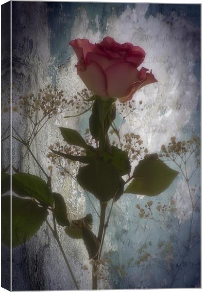 Rose Canvas Print by Sam Smith