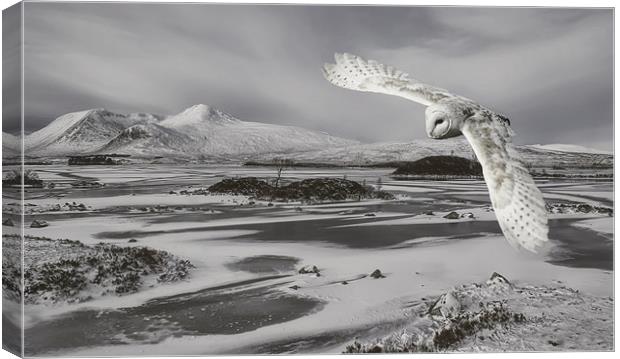 Owl in flight Canvas Print by Sam Smith