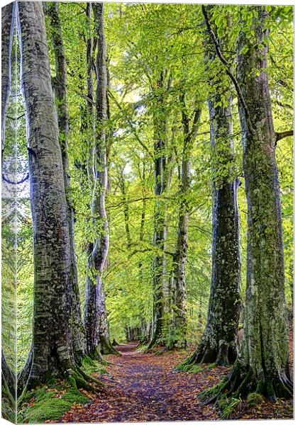 Woodland Path Canvas Print by Sam Smith
