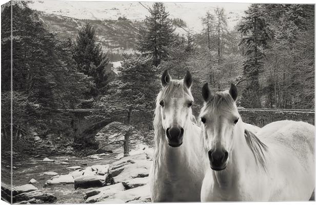 White Horses Canvas Print by Sam Smith