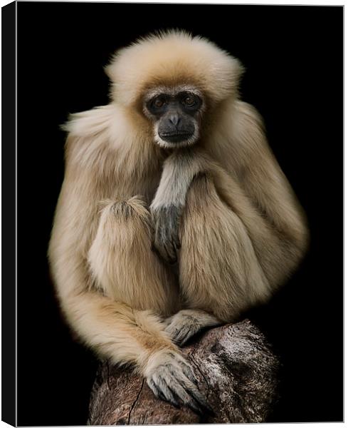 Lar Gibbon Canvas Print by Sam Smith