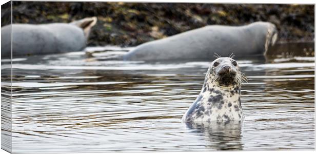 Seal Pup Canvas Print by Sam Smith