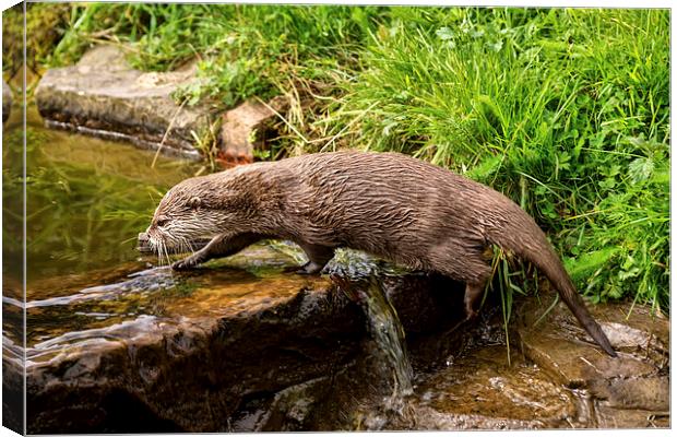  Otter Canvas Print by Sam Smith