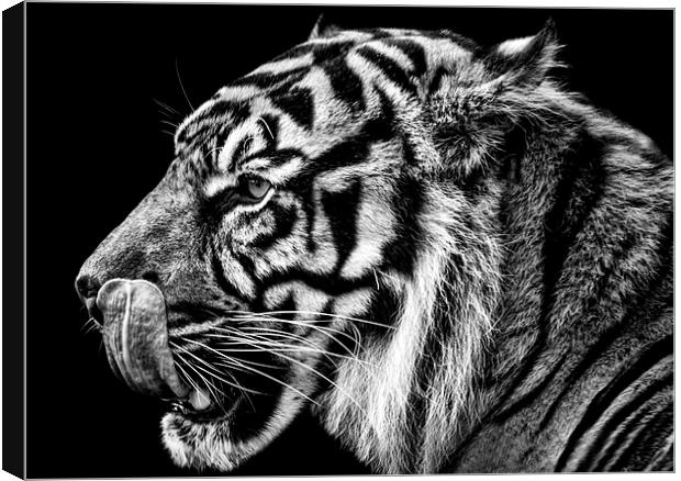 Tiger Canvas Print by Sam Smith