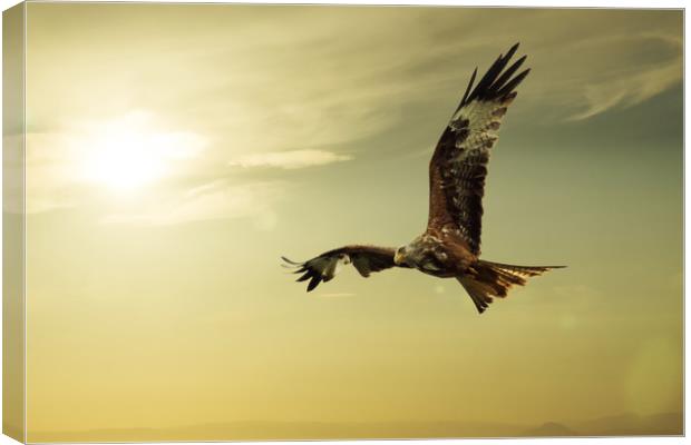 Red Kite Canvas Print by Sam Smith