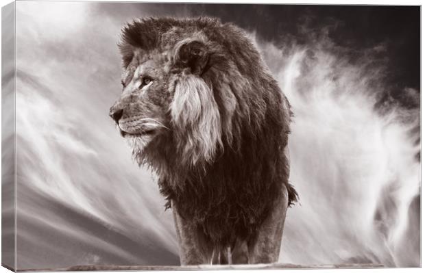 African Lion Canvas Print by Sam Smith