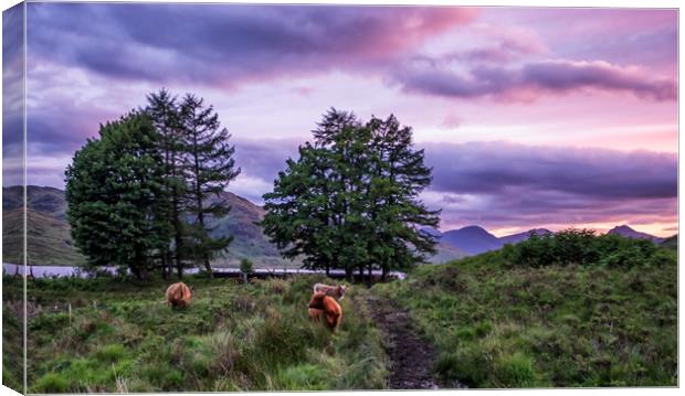 Highland coo's  Canvas Print by Sam Smith