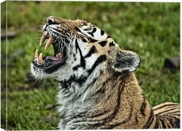 Tiger roar Canvas Print by Sam Smith