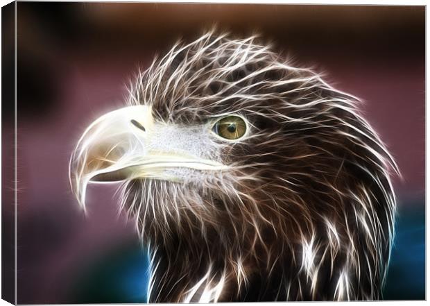 Sea Eagle Canvas Print by Sam Smith