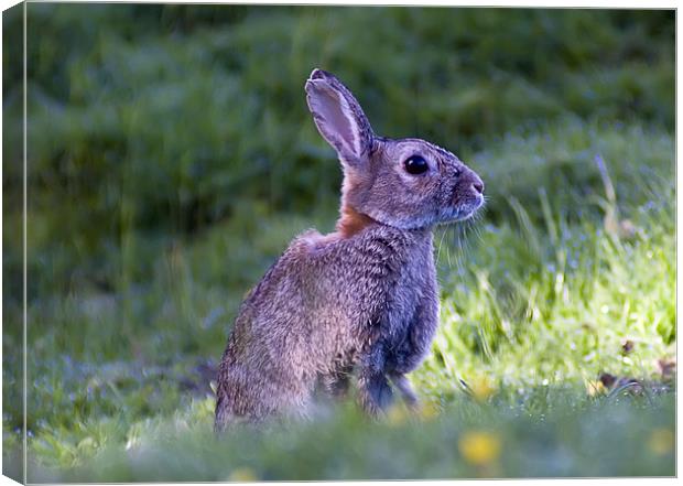 Wild hare Canvas Print by Sam Smith