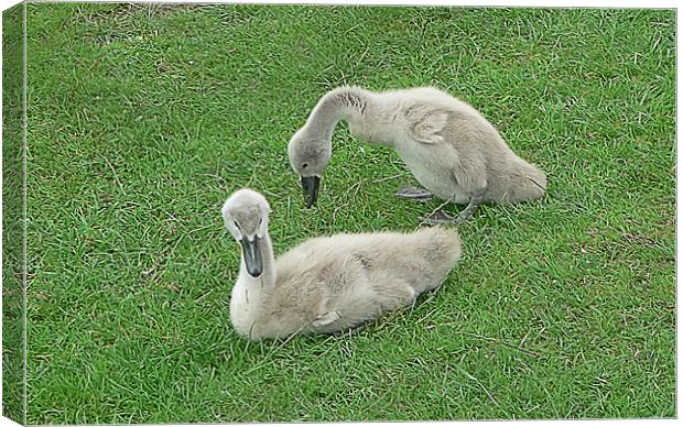 Cygnets Canvas Print by Sam Smith