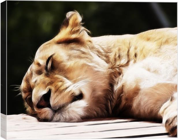 Sleeping Lioness Canvas Print by Sam Smith
