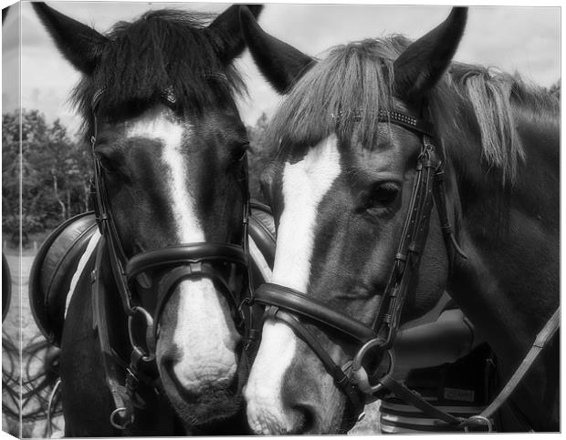 Horses Canvas Print by Sam Smith