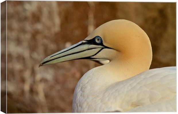 I Got My Eye On You Canvas Print by Will Harnett