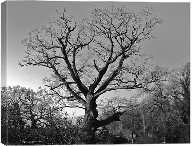 The Eerie Tree Canvas Print by Will Harnett