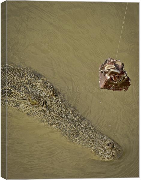 The Cunning Croc Canvas Print by Will Harnett