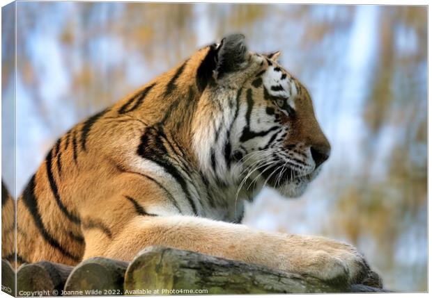 Tiger Canvas Print by Joanne Wilde