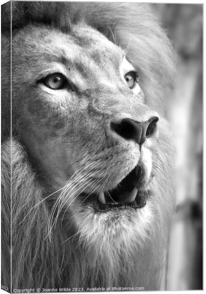 Lion portrait Canvas Print by Joanne Wilde