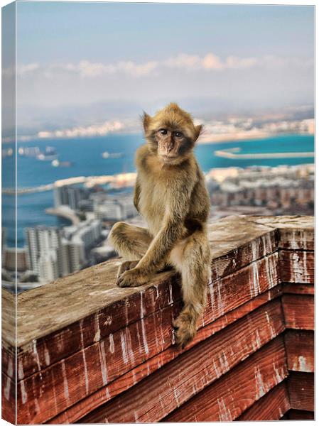 Gibraltar Barbary Macaques Monkey Canvas Print by Joanne Wilde