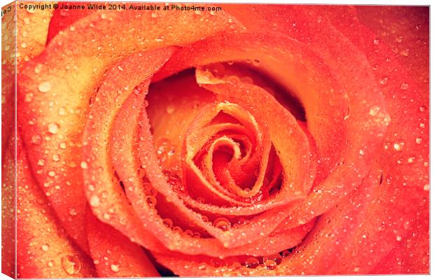 Orange and Yellow Rose Canvas Print by Joanne Wilde