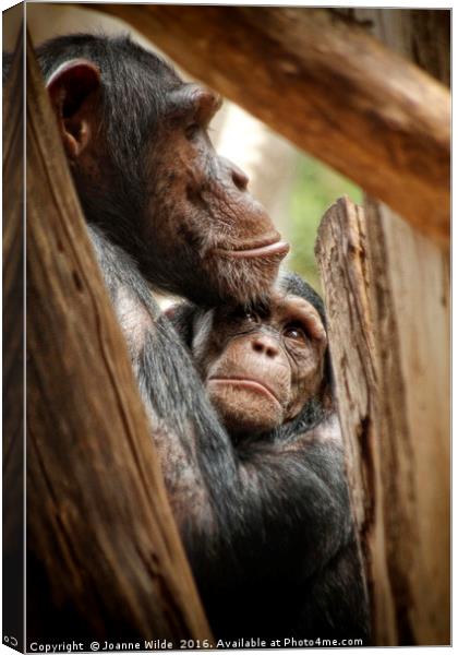  Chimpanzee Love Canvas Print by Joanne Wilde