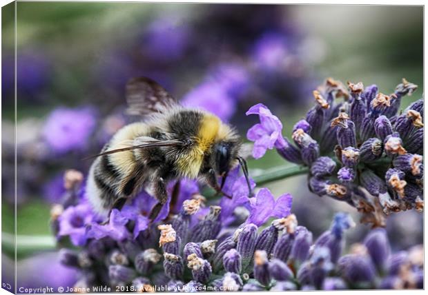 Busy Bee Canvas Print by Joanne Wilde