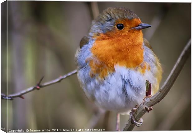 Robin Canvas Print by Joanne Wilde