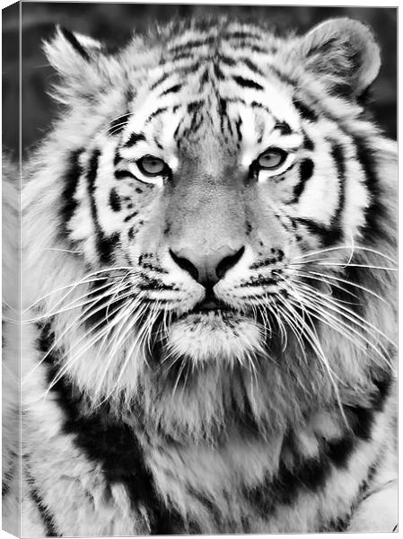 Tiger Canvas Print by Joanne Wilde