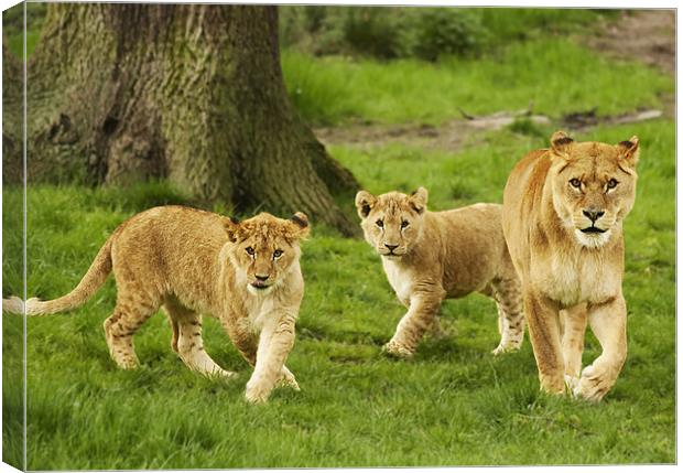 Lioness and Cubs Canvas Print by Joanne Wilde