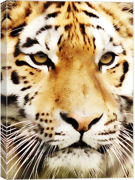Tiger Close Up Canvas Print by Joanne Wilde