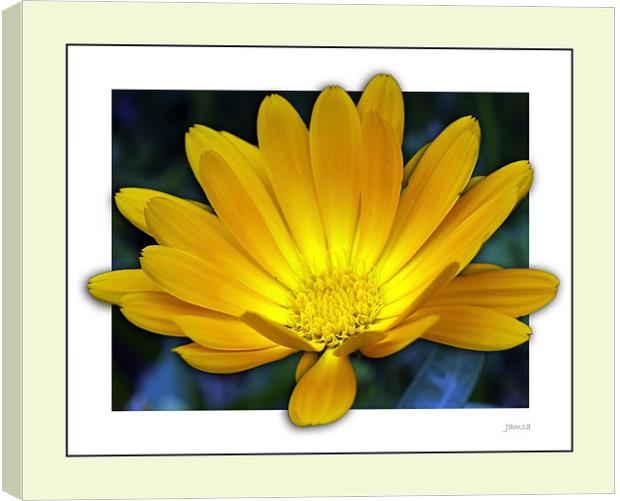 Daisy in 3D Canvas Print by james sanderson