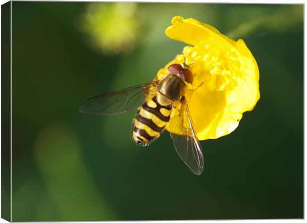 Hover Fly Canvas Print by james sanderson