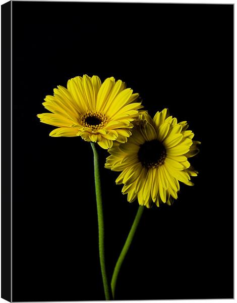 Simply Yellow Canvas Print by james sanderson