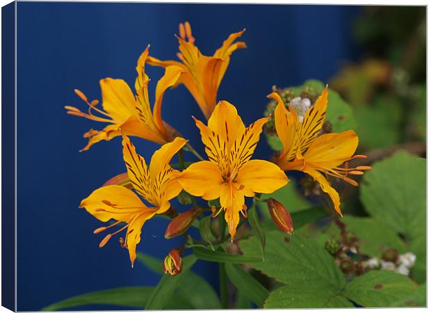 Tiger Lily Canvas Print by james sanderson