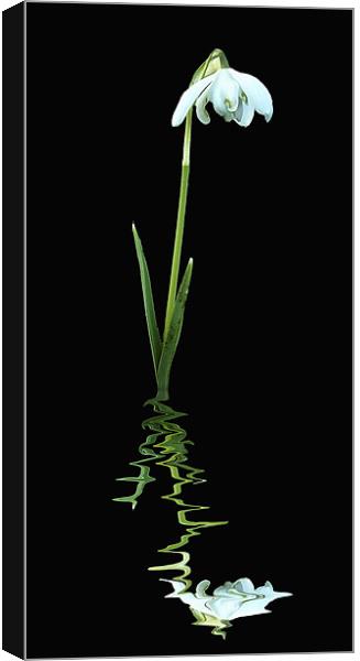 Snowdrop upon reflection Canvas Print by james sanderson