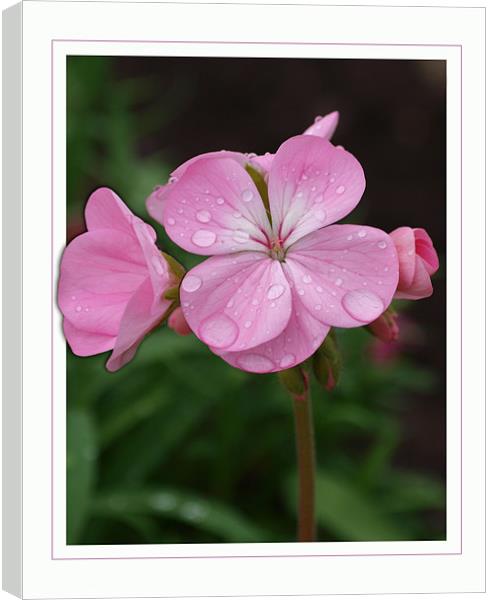 Floral spray Canvas Print by james sanderson