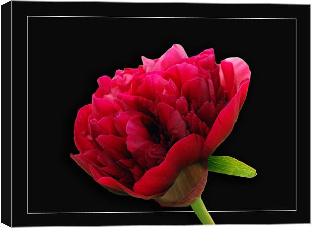 Rescent peonie Canvas Print by james sanderson