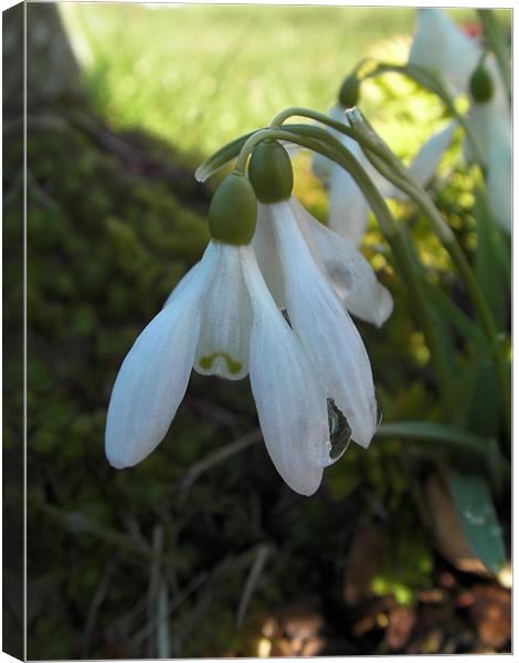 Drops Canvas Print by james sanderson