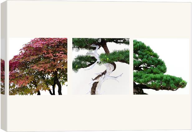 Bonsai Bonsai Canvas Print by colin ashworth