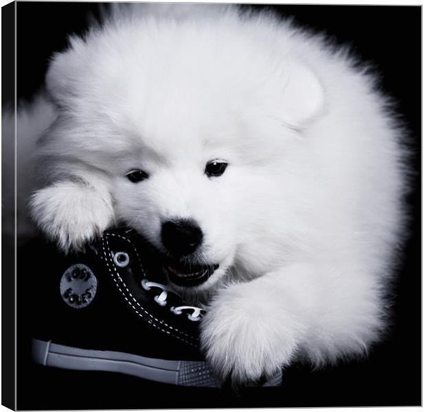 Samoyed 1 Canvas Print by Simon H