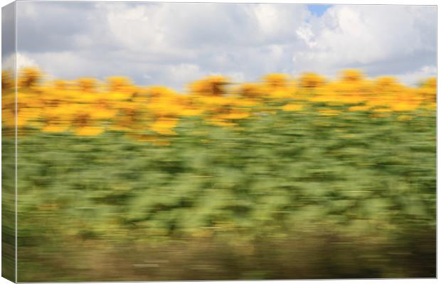Abstract Sunflowers Canvas Print by Simon H