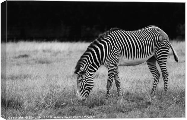 Zebra Grazing Canvas Print by Simon H
