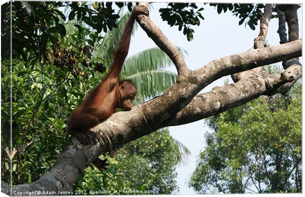 Sleepy Orang Utan Canvas Print by Adam Jesney