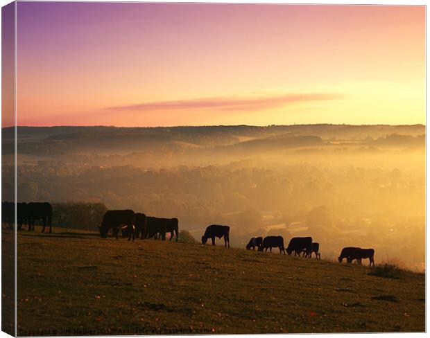 Cattle grazing on Lough Down Canvas Print by Jim Hellier