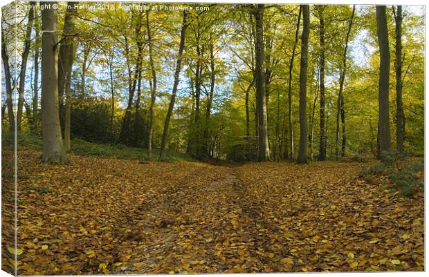 Chiltern Hills Bottom wood Canvas Print by Jim Hellier